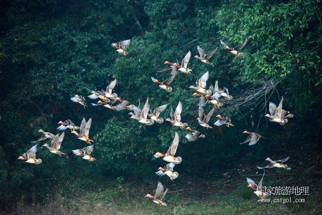 進入初冬，大批野生鴛鴦陸續(xù)飛抵江西婺源縣賦春鎮(zhèn)鴛鴦湖越冬，小精靈們在湖面上或相互依偎、卿卿我我；或隨波逐流、嬉戲打鬧，悠閑自在生活在青山綠水之間，優(yōu)良的水域和豐富的湖畔闊葉林，為鴛鴦過冬提供良好生存環(huán)境，婺源鴛鴦湖已成為亞洲最大的野生鴛鴦越冬棲息地。（攝于12月4日下午）