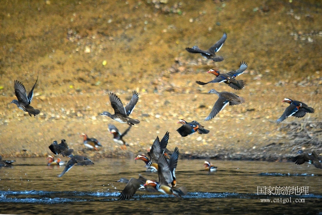 進入初冬，大批野生鴛鴦陸續(xù)飛抵江西婺源縣賦春鎮(zhèn)鴛鴦湖越冬，小精靈們在湖面上或相互依偎、卿卿我我；或隨波逐流、嬉戲打鬧，悠閑自在生活在青山綠水之間，優(yōu)良的水域和豐富的湖畔闊葉林，為鴛鴦過冬提供良好生存環(huán)境，婺源鴛鴦湖已成為亞洲最大的野生鴛鴦越冬棲息地。（攝于12月4日下午）